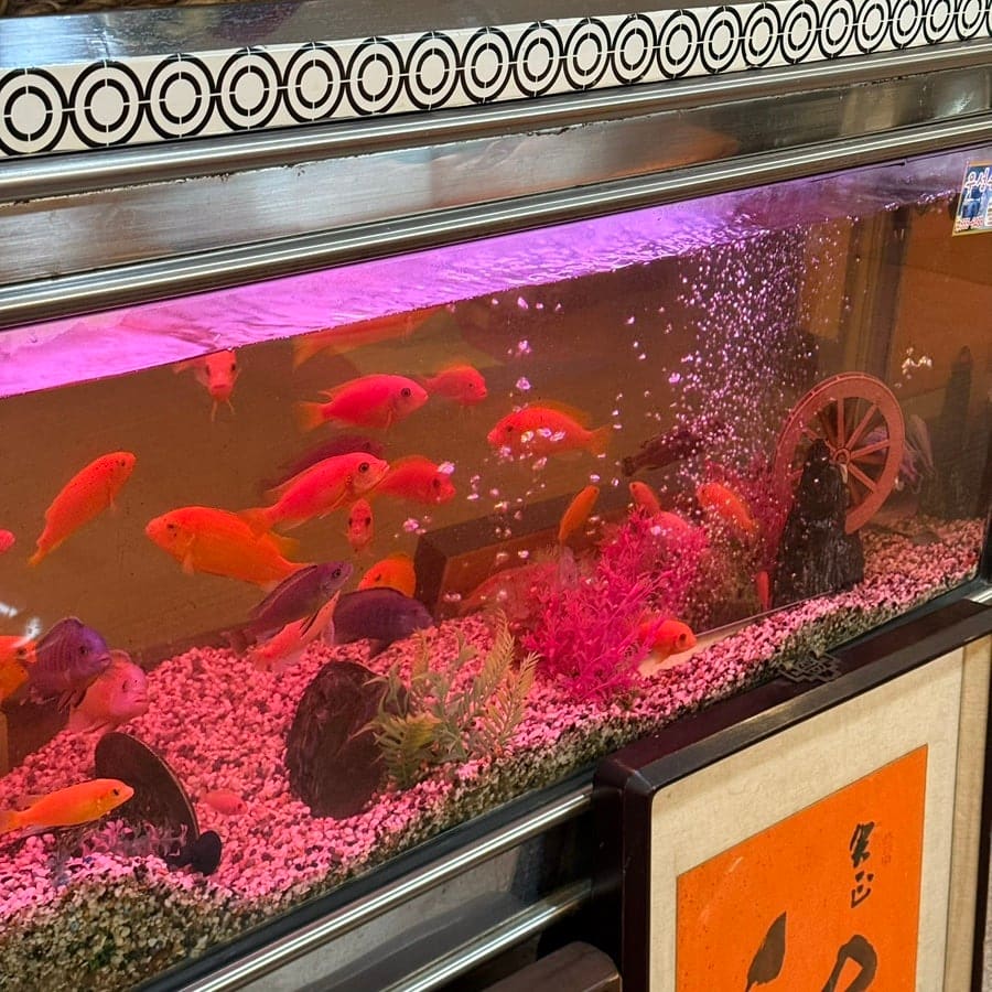 레트로 소파와 색동 방석, 그리고 분홍빛 조명 아래 노니는 물고기들이 담긴 수족관. tkdstudio는 다방 안이 거의 박물관 같다고 적었습니다.