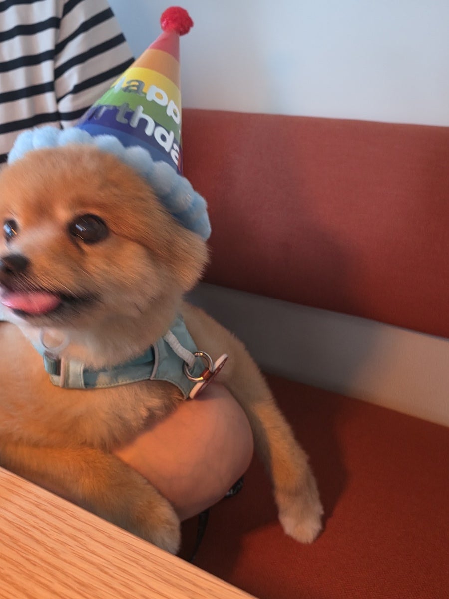 psklmw가 촬영한 테이블 위 파스타 요리와 생일 모자를 쓴 반려견입니다. 촛불이 켜진 테이블 위로 새우와 파스타가 올라간 접시가 놓여 있고,
