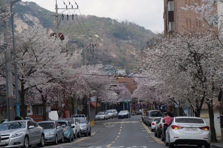 이른 아침 그림자가 길게 드리운 서촌 골목과, 벚꽃이 만개한 계절의 같은 동네 풍경입니다. 같은 골목도 시간과 계절에 따라 전혀 다른 표정을 짓습니다.