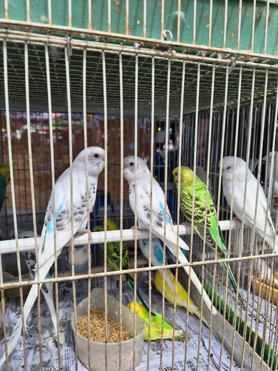 ji7321이 찍은 새 좌판입니다. 철창 틈으로 잉꼬 여러 마리가 앉아 있는 모습으로, 오일장 특유의 북적한 분위기 속 눈길을 끌었던 예쁜 새들을 담았다고 적었습니다.