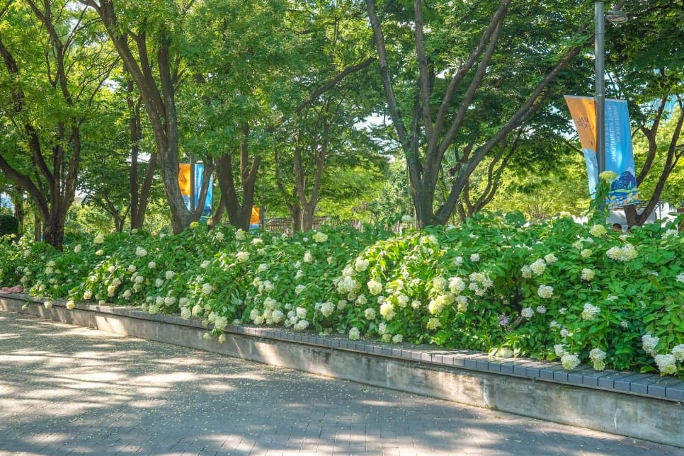 산책로 옆으로 하얀 수국이 무리 지어 피어 있습니다. 계절마다 다른 꽃이 피어나는 것도 이 길을 다시 찾게 되는 이유라고 블로거는 적었습니다.